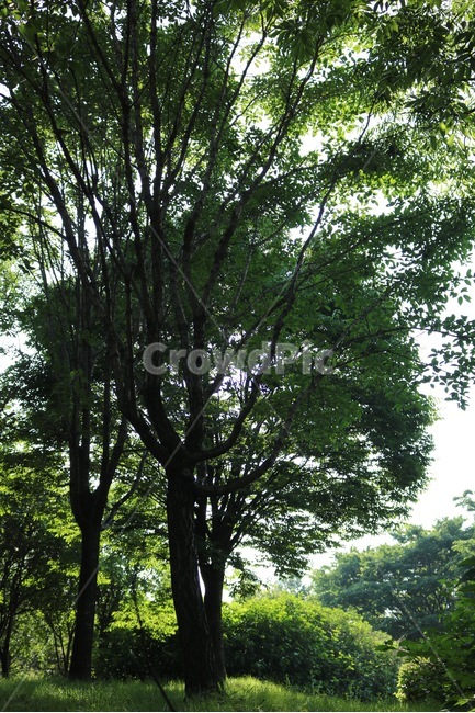 나무,식물,자연,초록,tree,plants,nature,green,ki,shokubutsu,midori,식물,자연,plants,nature,나무,trees,wood