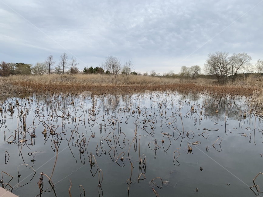 경포,연습지,연꽃,시든연꽃,죽음,자연,풍경,nature,landscape,land,땅,outdoors,옥외,grass,잔디,plant,식물,water,물