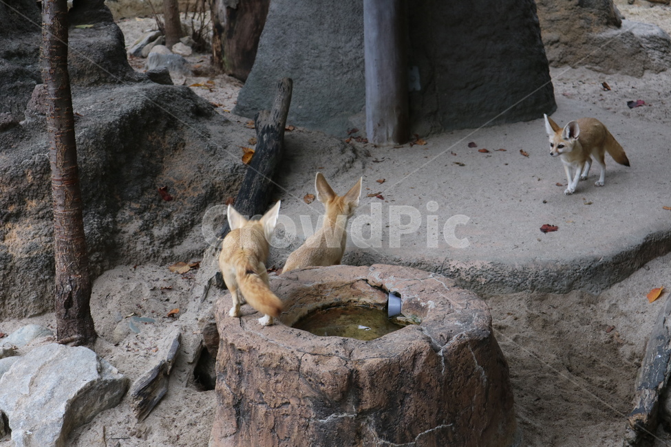 사막여우,여우,동물,동물원,페넥여우,동물,animal,포유류,mammal