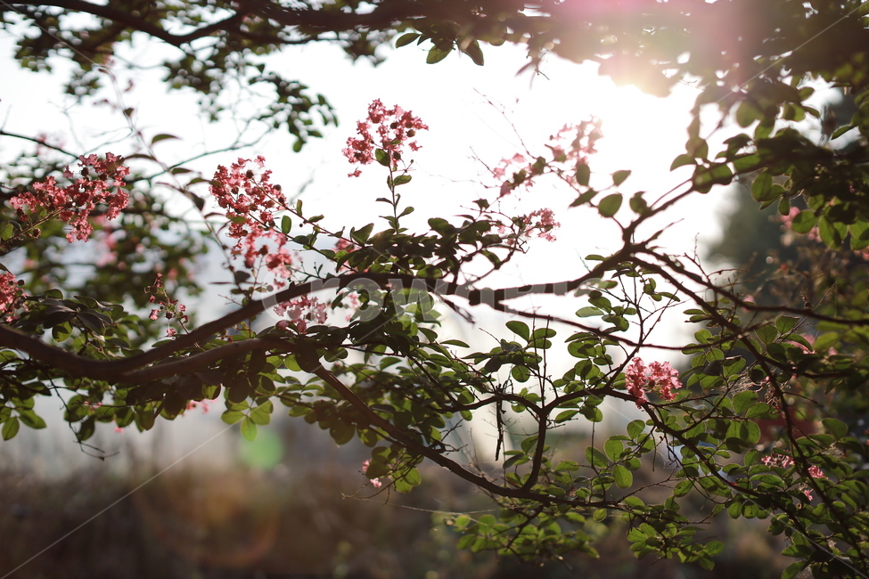 배롱나무,배롱나무꽃,여름꽃,분홍색,꽃,식물,자연,plants,nature,꽃,flower