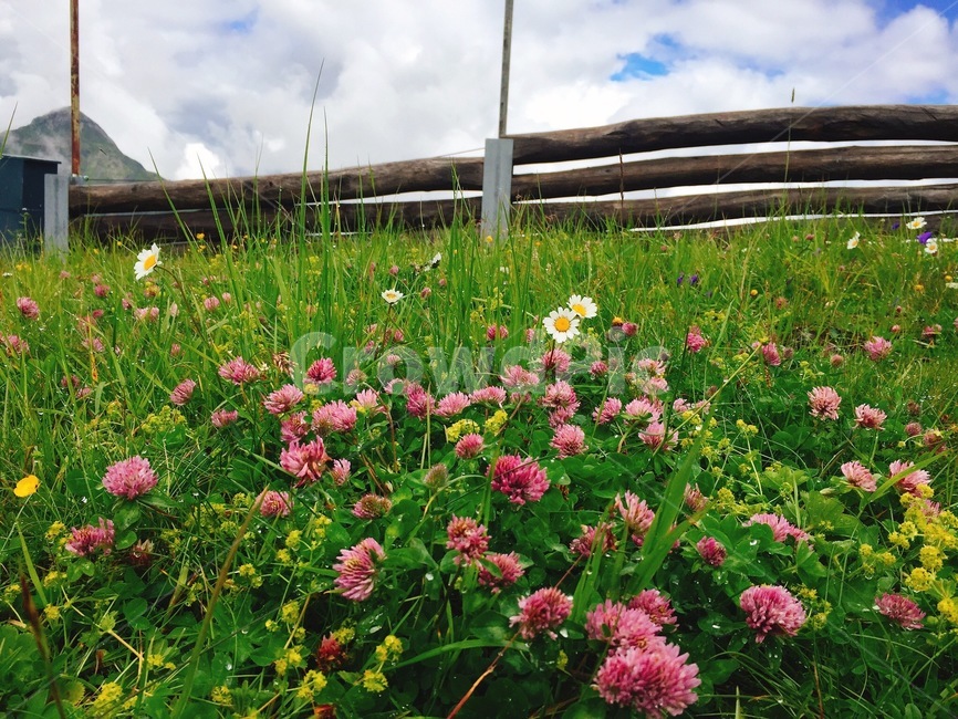 토끼풀,자연,풀,분홍꽃,flower,ground,nature,grass,푸른,싱그러움,식물,자연,plants,nature,꽃,flower
