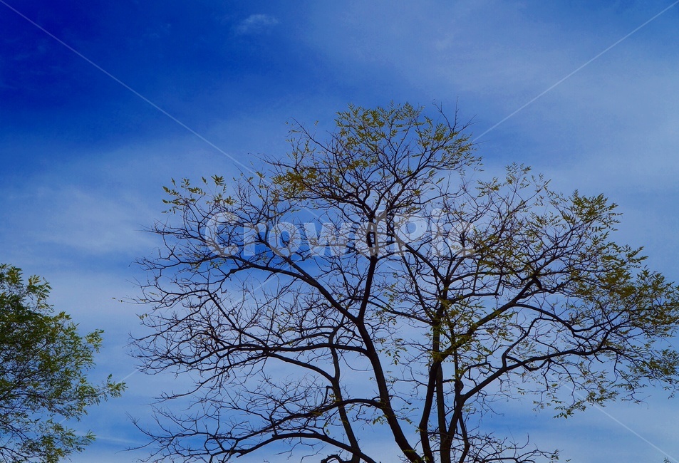 파란하늘,나무,고요,청정,쓸쓸함,깨끗함,가을,계절,fall,autumn,season,식물,자연,plants,nature,나무,trees,wood,tree,plant,tree trunk,나무 줄기