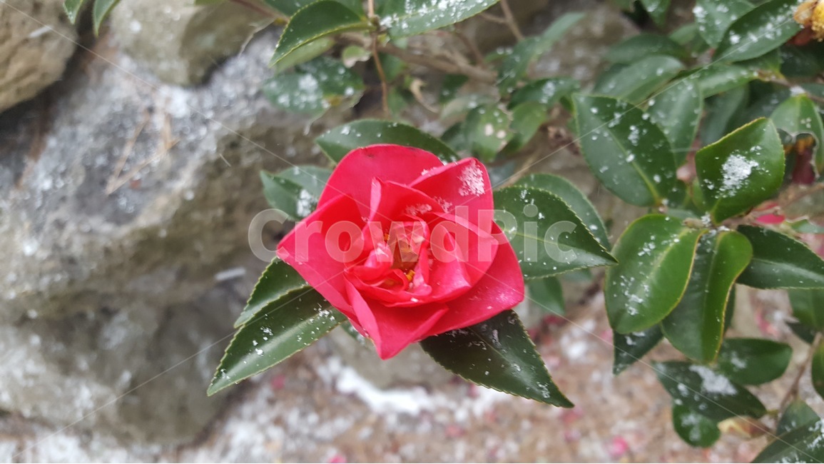 동백,동백꽃,camelia,snow,제주동백,식물,자연,plants,nature,꽃,flower