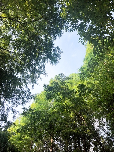자연,경주,나무,숲,산책,흙,하늘,울창한,푸른,피톤치드,nature,자연,풍경,nature,landscape,vegetation,초목,plant,식물,tree,land,땅,outdoors,옥외,rainforest,열대 우림