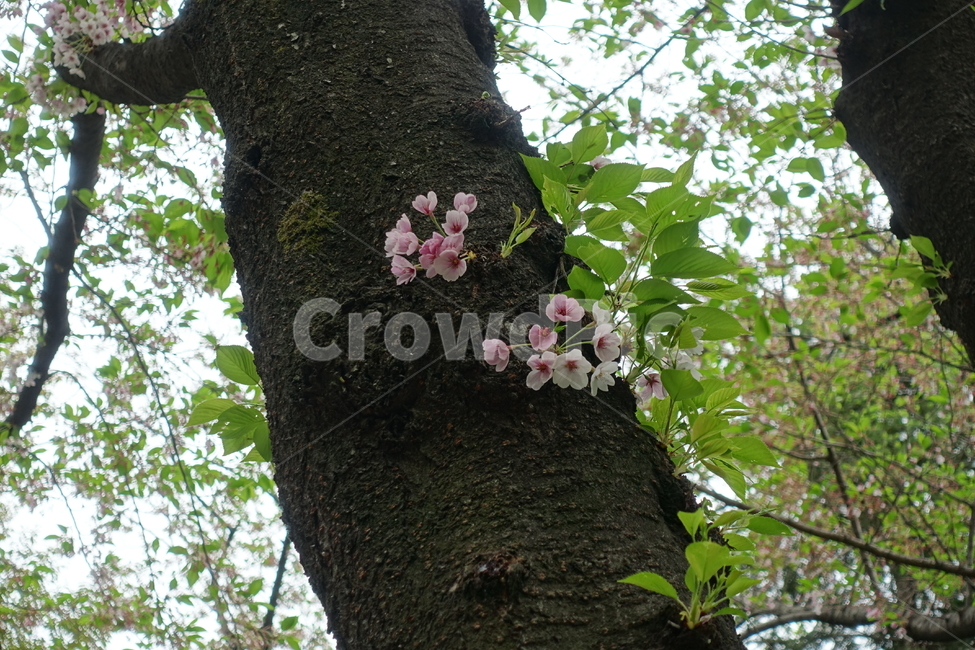 나무,tree,식물,plant,나무줄기,벚꽃,벚꽃나무,나무,trees,wood