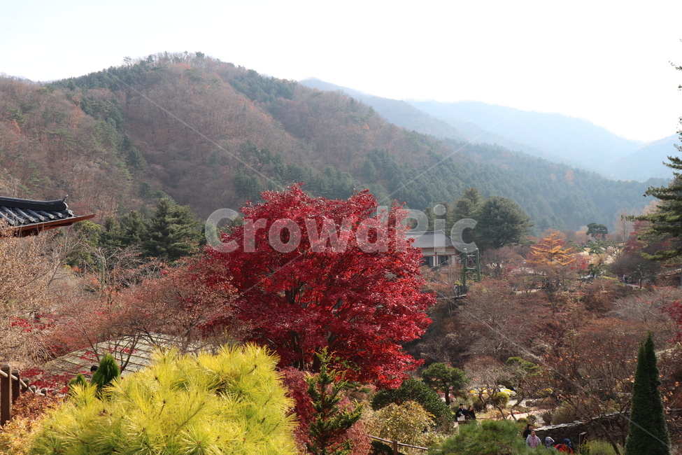 plant,식물,tree,나무,산,mountain,단풍,단풍나무,단풍잎,mapleleaf,autumn,가을