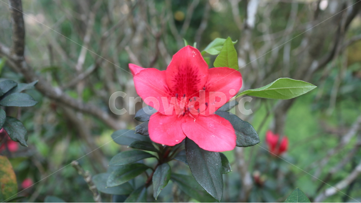 봄꽃,봄,철쭉,붉은철쭉,예쁜꽃,식물,자연,plants,nature,꽃,flower