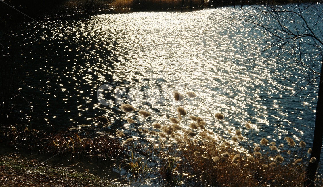 자연,갈대,은결,분위기,감성,아날로그,필름,가을,계절,fall,autumn,season,자연,풍경,nature,landscape,휴식,힐링,rest,relaxation,healing