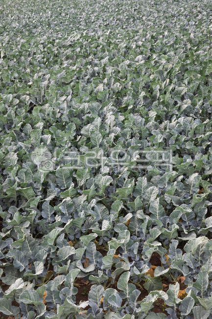 케일,케일밭,케일농장,농장,시골풍경,농촌풍경,밭,들,반찬,자연,풍경,식물,가을,풍년,쌈채소,제주도,제주도풍경,야채,채소,식품,음식,farm,countryside,rurallandscape,field,sidedish,scenery,plant,autumn,bountifulharvest,jejulsland,jejulslandscenery,nature,kale,kalefield,kalefarm,greenvegetables