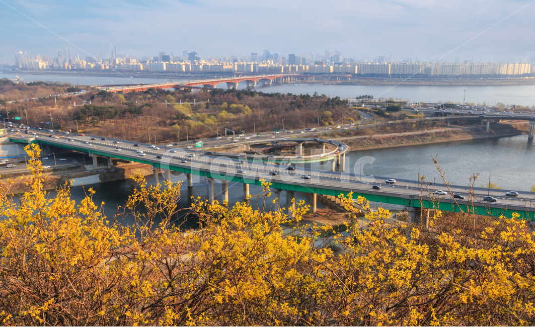 개나리,서울,응봉산,한강,봄,봄날,봄꽃,노란색,강변북로,강,강변,강가,도로,차도,고속도로,봄풍경,경치,풍경,황사,미세먼지,다리,대교,대기오염,환경,환경오염,도시,꽃잎,건물,빌딩,봄,계절,spring,season,도시,풍경,city,landscape,한국도시풍경,한국도시경관,korea cityscape,교통,교통수단,traffic,transportation,road,freeway,고속 도로