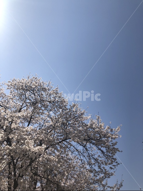 벚꽃,꽃,벚꽃나무,봄,하늘,봄,계절,spring,season,자연,풍경,nature,landscape,plant,식물,flower,blossom