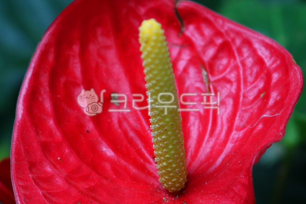 Cheonnam and,Anthurium Crystallinum,nature,leaf,air purifying plants,Anthurium flower,ornamental,foliage plant,flower,Anthurium,petal,flamingo flower,plant,tropical plants