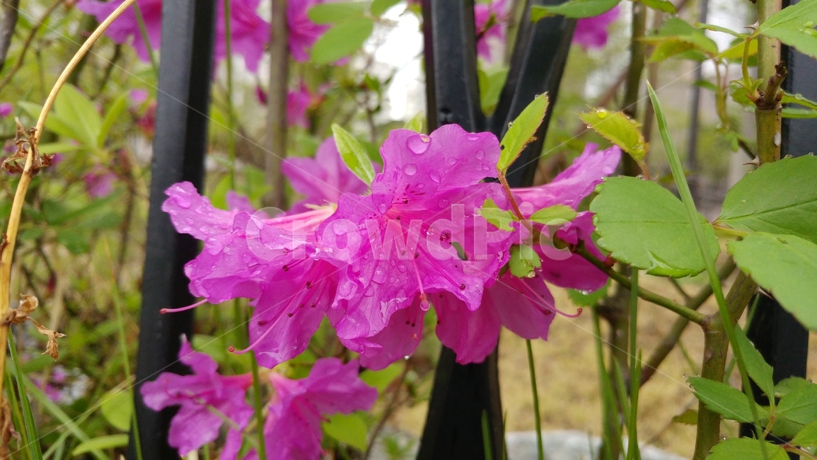 철쭉,분홍,철창,꽃,식물,blossom,이슬,오후,flower,들꽃,자연
