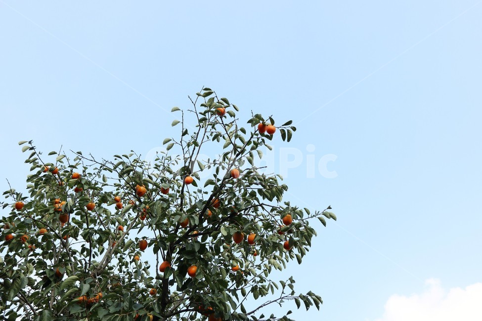 감나무,나무,가을,감,추석,식물,plant,fruit,과일,persimmon,나뭇가지,나뭇잎,하늘,단감,열매,과일나무