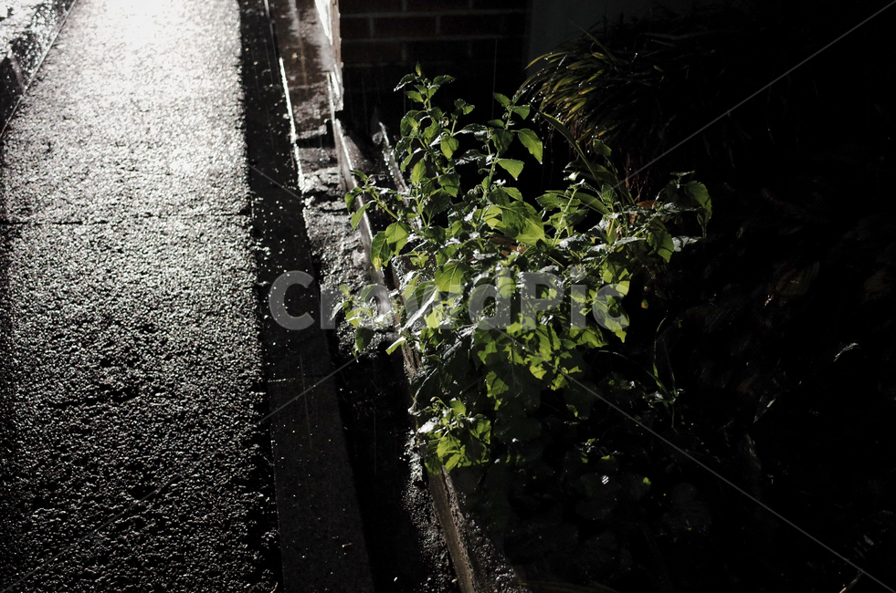 plant,식물,leaf,잎,droplet,작은물방울,비,rain,rainyday,비오는날,비내리는날,water,물,green,darkgreen