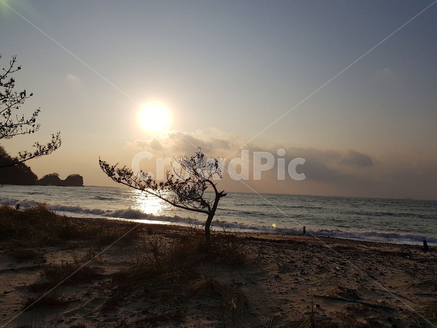 자연,nature,light,빛,flare,플레어,outdoors,옥외,나무,낙조,구름