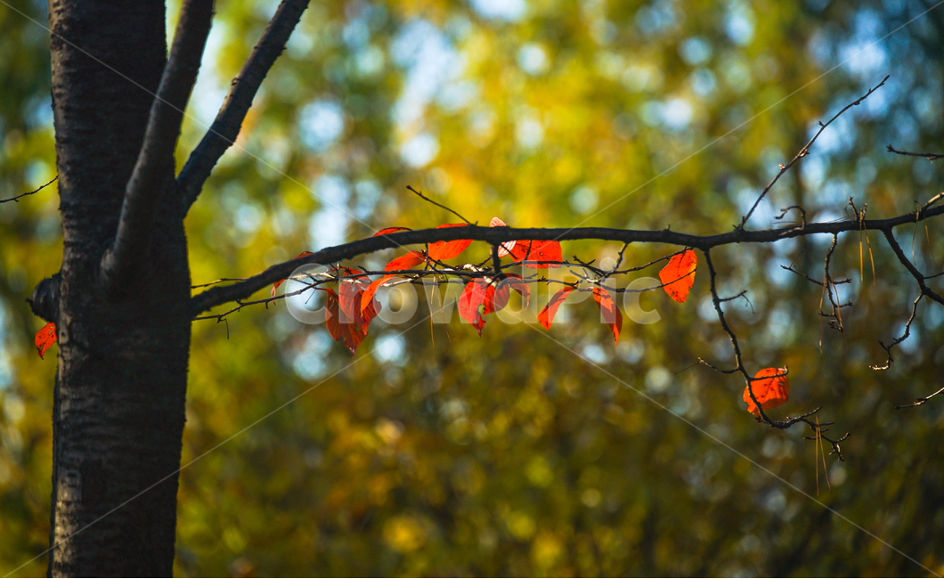 단풍,가을,추색,감성,나무,색감,공원,식물,자연,풍경,가을,계절,fall,autumn,season,식물,자연,plants,nature,leaf,잎,plant,tree,insect,곤충,invertebrate,무척추 동물,animal,동물