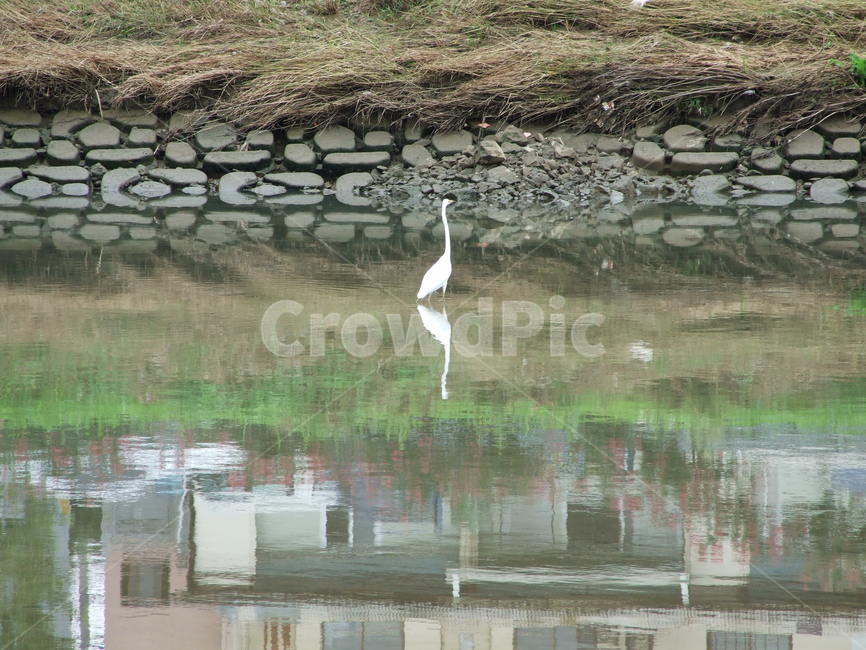새,광주천,흰새,물가,동물,동물,animal,조류,새,birds