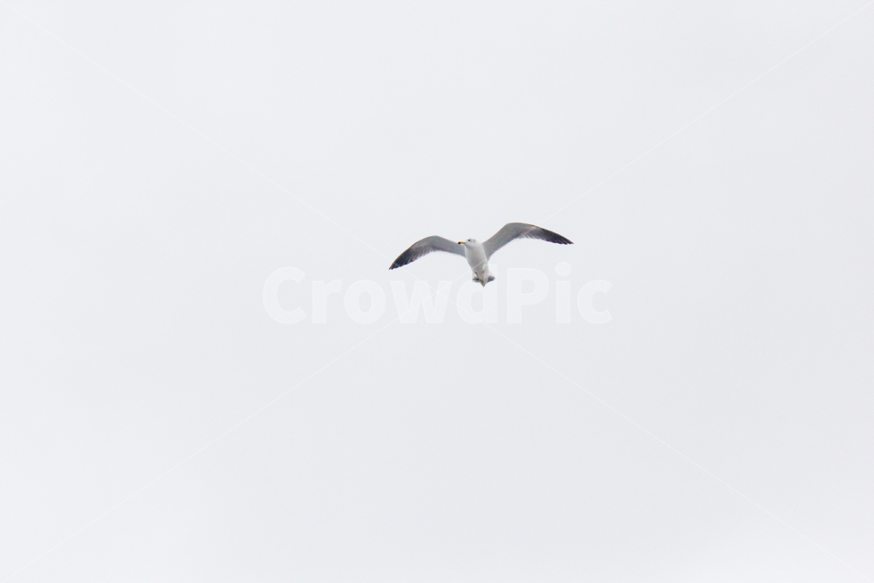 새,날개,갈매기,하늘,날다,훨훨,동물,animal,조류,새,birds