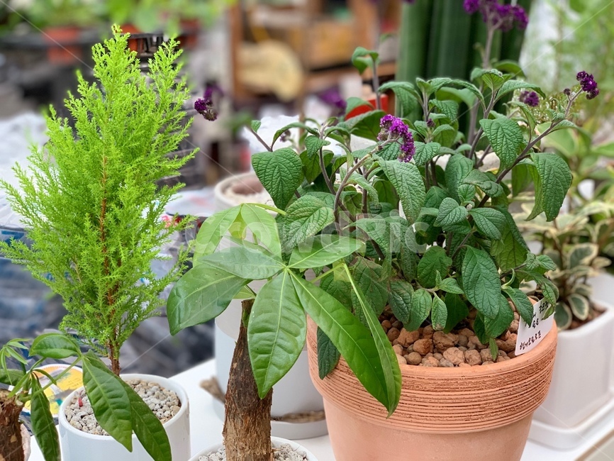 plant,식물,항아리,vase,잎,초록색,나무식물,leaf