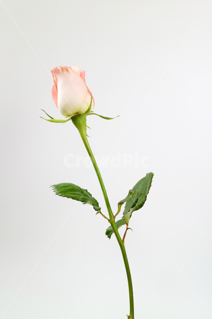 장미,장미꽃,분홍꽃,분홍장미,꽃송이,꽃봉오리,백그라운드,식물,자연,계절,봄,꽃,배경,배경이미지,내추럴,flower,nature,flora,background,핑크,분홍,pink,꽃,flower