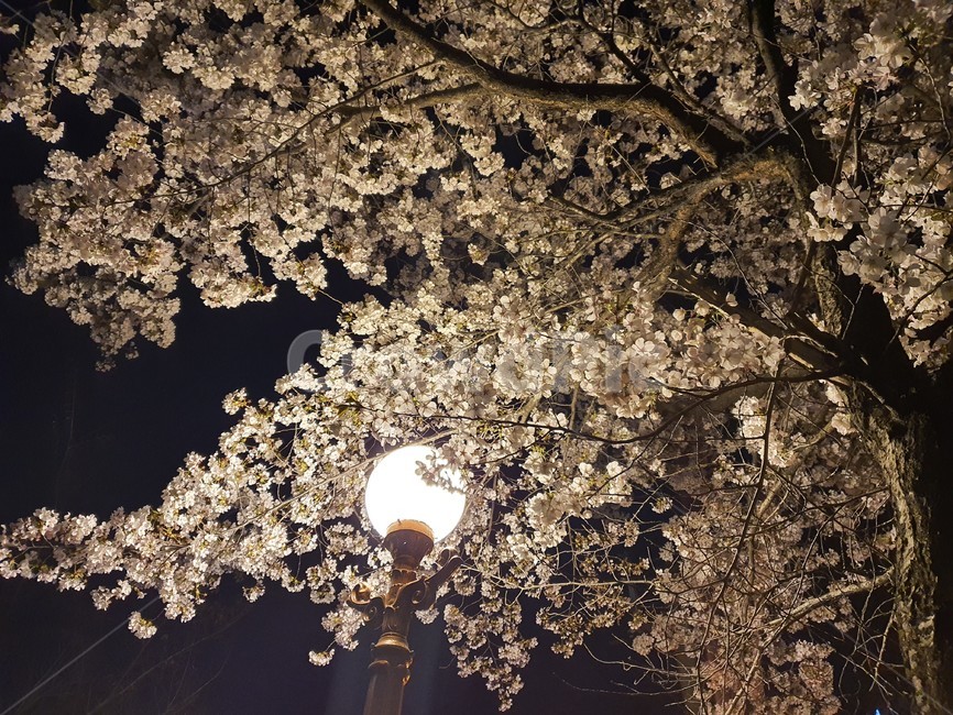 야화,cherryblossom,벚꽃,blossom,식물,plant,flower,꽃,봄꽃