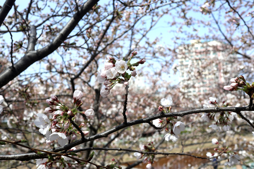 벚꽃,벚꽃나무,나무,식물,tree,불광천