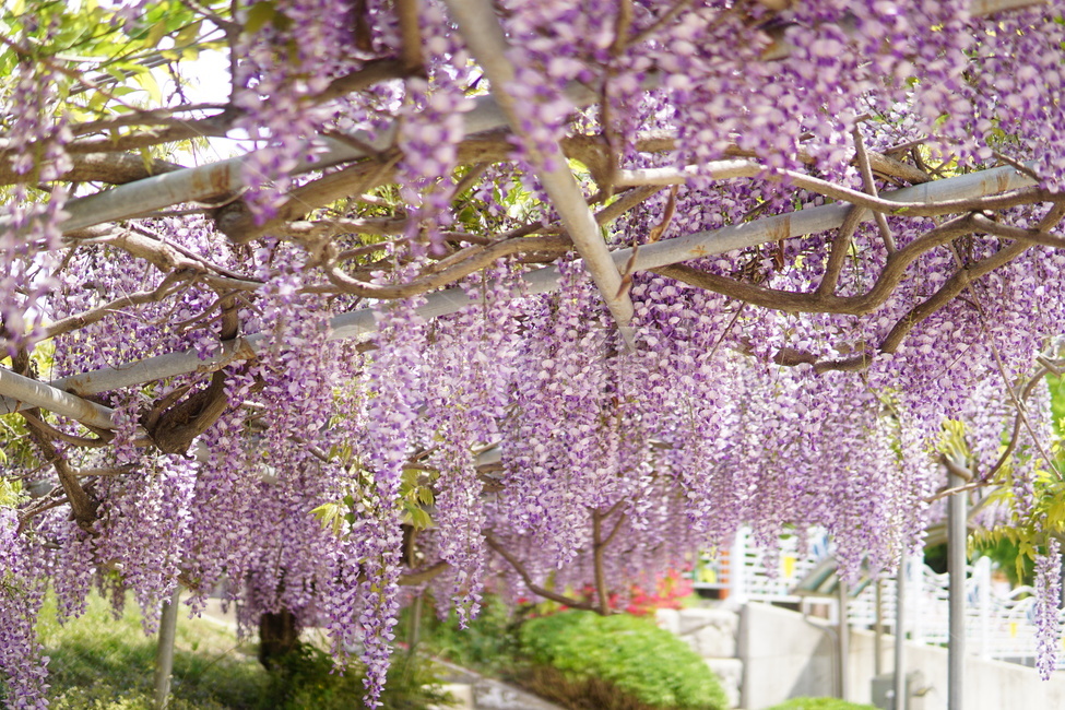등나무,꽃,보라색꽃,flower,식물,japanesewisteria,식물,자연,plants,nature,꽃,flower