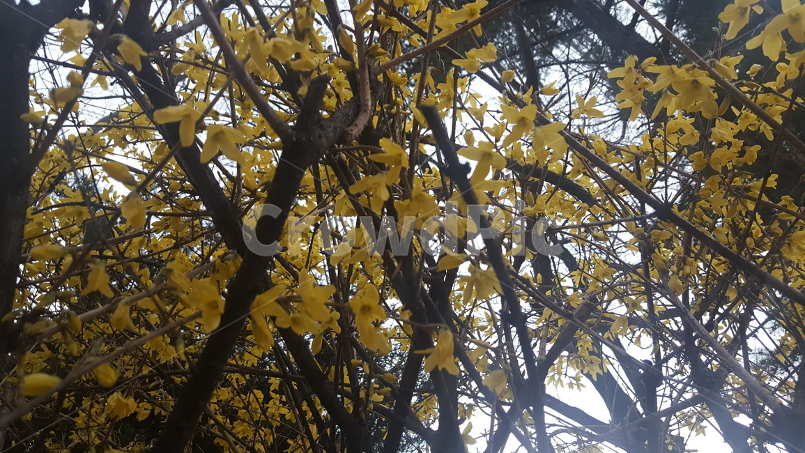 개나리,꽃,노란꽃,나무가지,flowers,가을,autumn,fall,yellow,자연,nature,배경,바탕,식물,plant