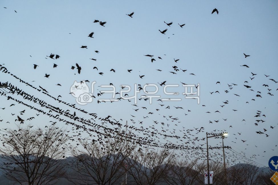 까마귀,떼까마귀,까마귀떼,철새,텃새,조류,bird,animal,동물,전기줄,겨울철