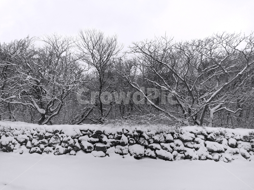 제주도,겨울,눈,겨울눈,나무,겨울,계절,winter,season,자연,풍경,nature,landscape,outdoors,옥외