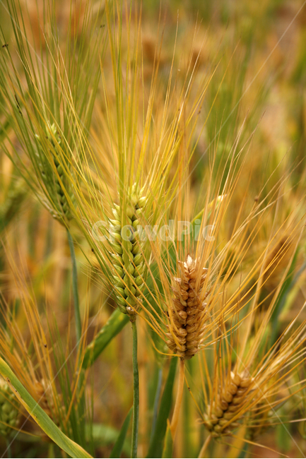 보리,식물,plants,nature,보리밭,식물,자연,plants,nature,곡류,곡식,cereals
