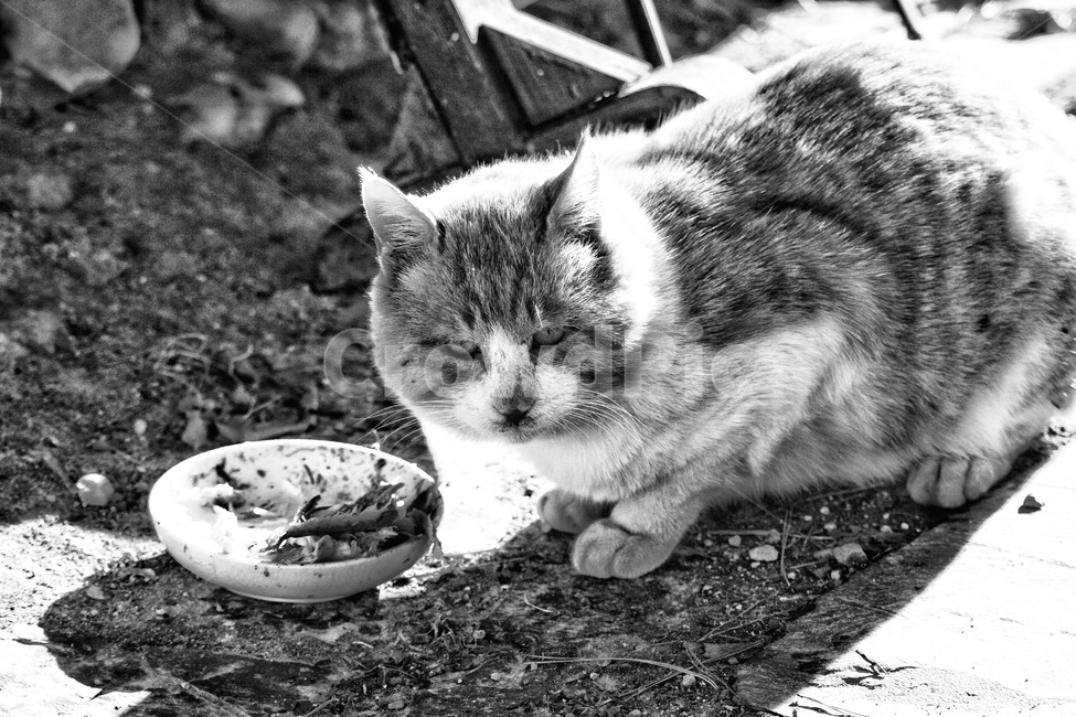 pet,cat,animal,동물,고양이,포유류,동물,animal,포유류,mammal,고양이,cat,kitten,kitty,흑백,모노톤,monochrome,black and white