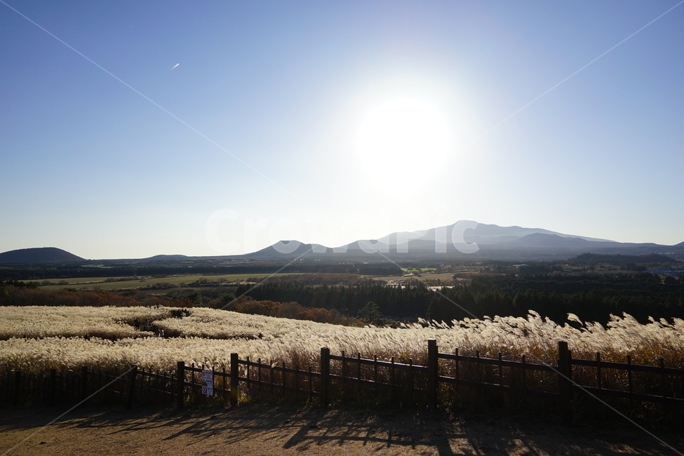 산굼부리,제주도,억새,갈대,가을하늘,뙤양볕,화창한,autumn,reed,sunnyday,shine,오름,자연,풍경,nature,landscape,한국자연풍경,한국자연경관,korea nature landscape,flare,플레어,light,빛,outdoors,옥외