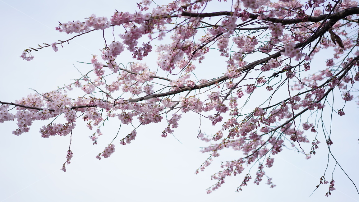 벚꽃,cherryblossom,벚꽃나무,봄꽃,식물,나무