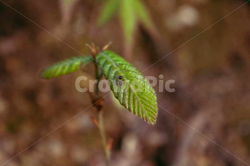 개미,진딧물,작은,식물,공생,plant,ant,insect,leaf,aphid,symbiosis,식물,자연,plants,nature
