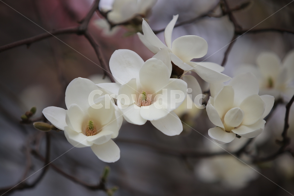 꽃,자연,목련,흰꽃,향기,봄,계절,spring,season,식물,자연,plants,nature,꽃,flower,plant,blossom