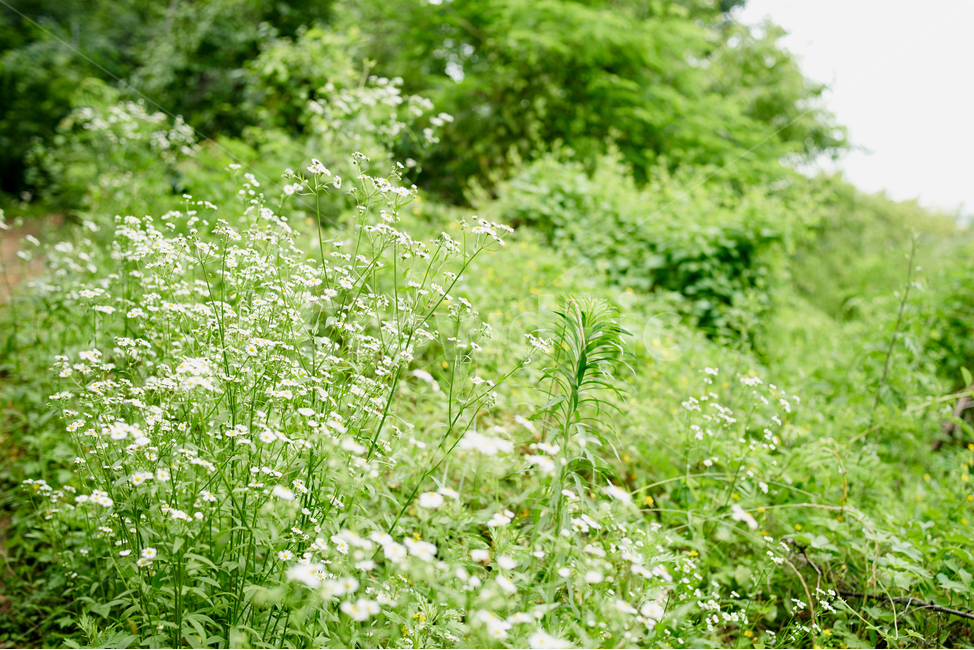 꽃,야생화,들,flower,연두색,자연,오후,여름,식물,자연,plants,nature,꽃,flower