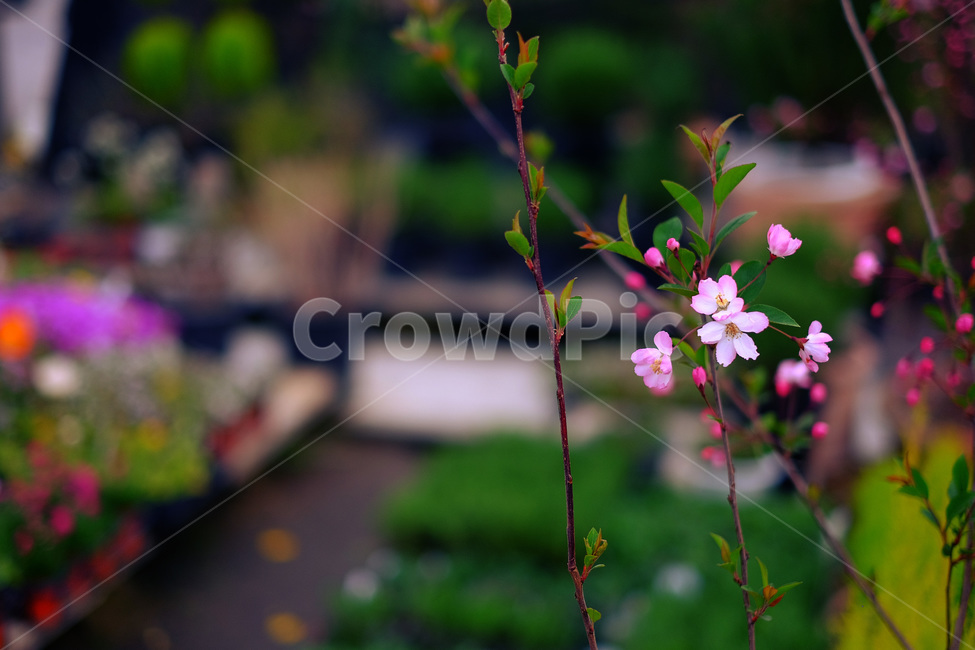 봄,꽃,감성,flower,스냅,식물,자연,plants,nature,꽃,flower