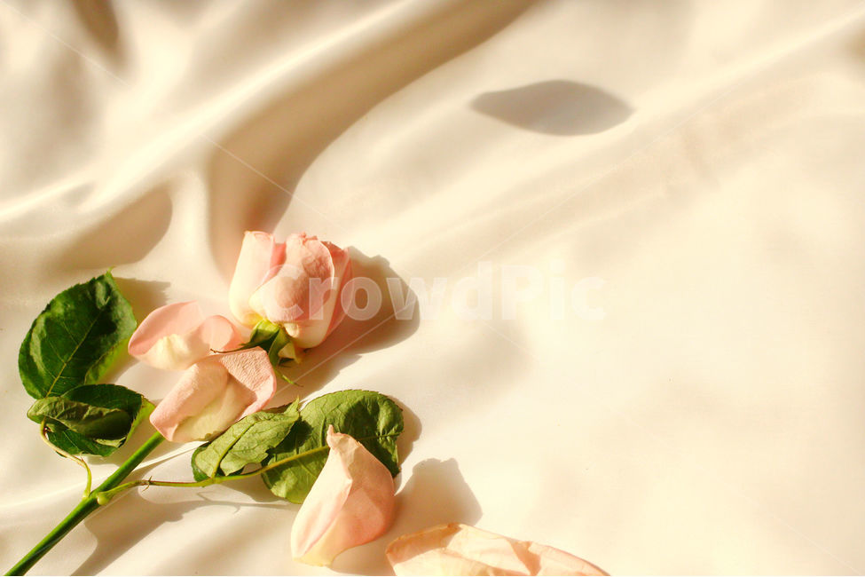 감성사진,자연,하늘,꽃,장미,색감,flower,nature,red,color,손,사람,꽃잎,장미잎,잎,꽃,flower,감성,sensible,feeling