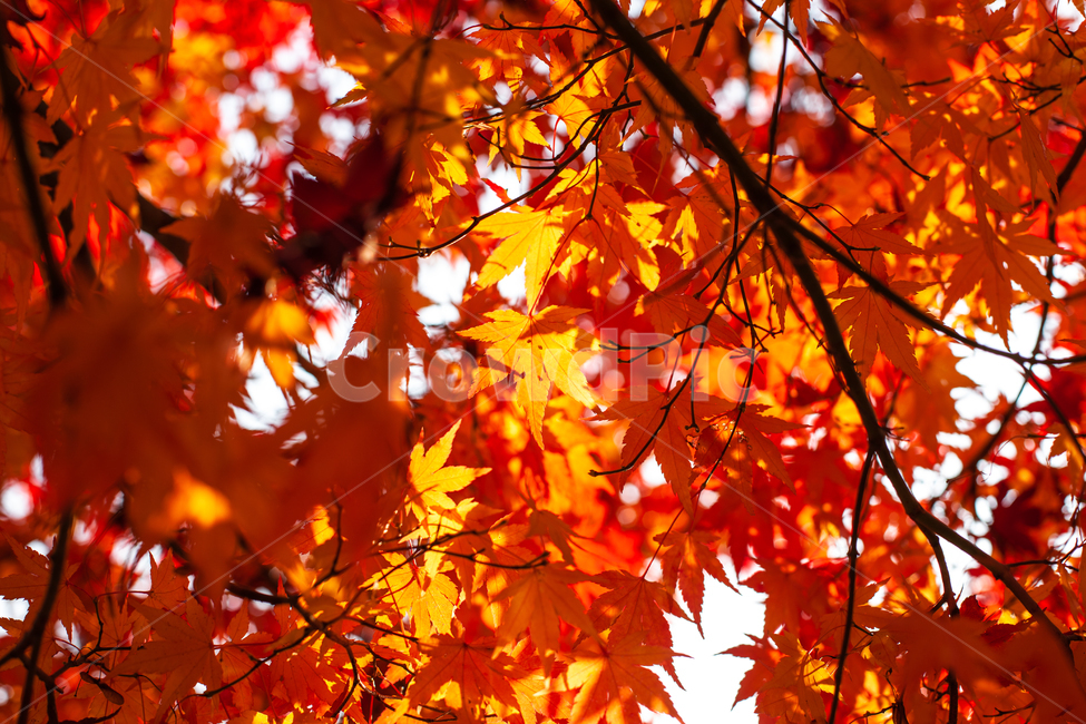 가을,단풍,단풍나무,단풍잎,나무,나뭇잎,가을,계절,fall,autumn,season,plant,식물,leaf,잎,tree,maple