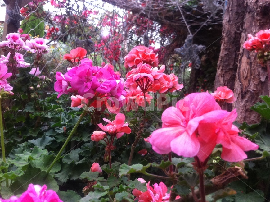 flower,식물,geranium,제라늄,꽃