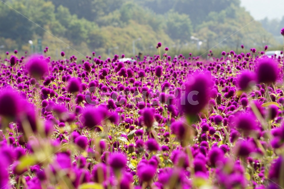 천일홍,나리공원,풍경,꽃이미지,나들이,식물,자연,plants,nature,꽃,flower