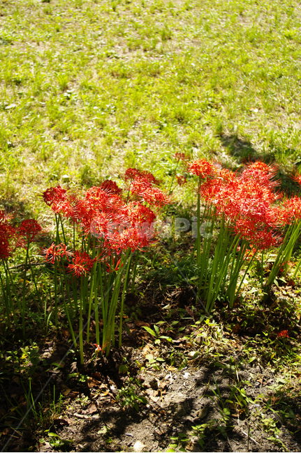 꽃,꽃무릇,가을,flower,color,식물,자연,plants,nature,꽃,flower