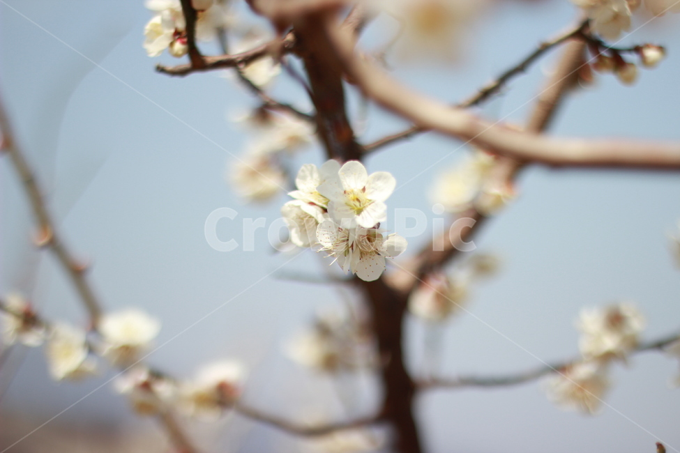 꽃,매화,flower,봄,spring,봄꽃,매화꽃,매실,prunusmume,나무,가지,식물,korea,자연,season,plants,nature,경치,scenery,야외,식물,자연,plants,nature,꽃,flower