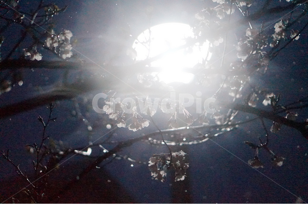 벗꽃,4월,야경,가로등,빛,흰색,봄,계절,spring,season,야경,밤,풍경,nightscape,night,landscape,식물,자연,plants,nature,꽃,flower,비,비오는날,rain,rainy,light,flare,플레어,sunlight,햇빛