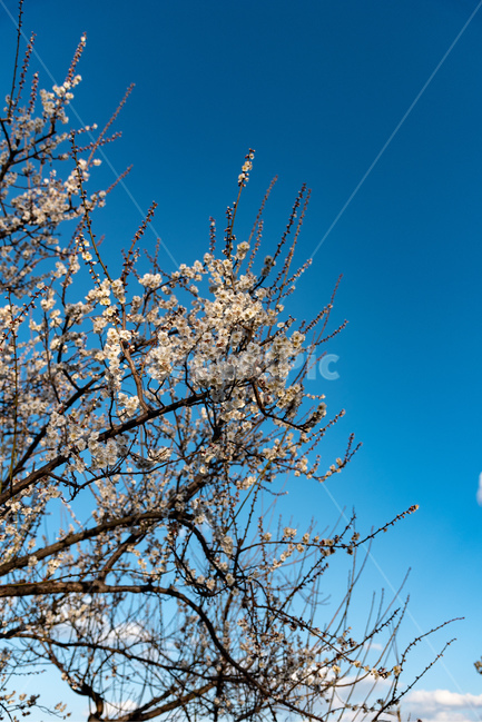 꽃,매화,봄,봄꽃,자연,풍경,하늘,봄,계절,spring,season,식물,자연,plants,nature,꽃,flower,plant