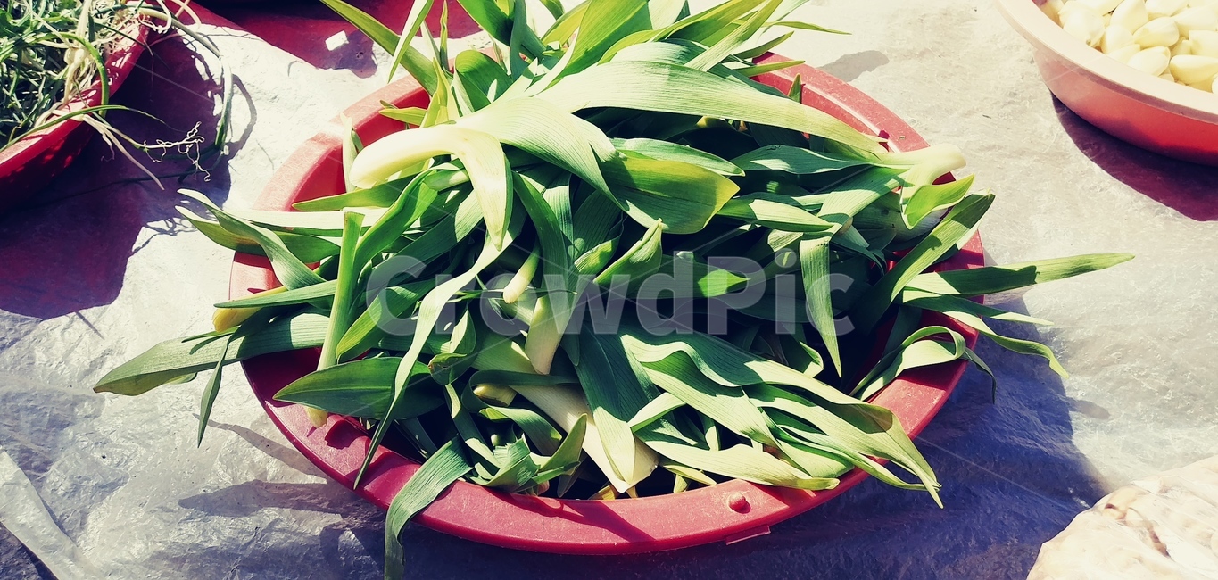 식물,plant,원추리나물,나물,음식