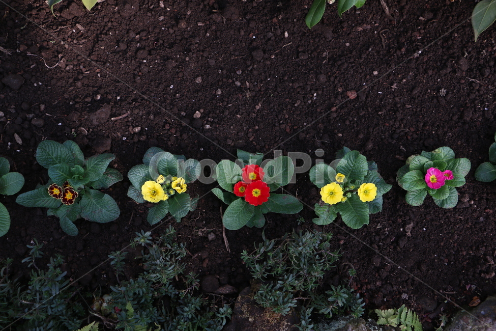 꽃,flower,색상,화려함,만개,식물,자연,plants,nature,꽃,flower