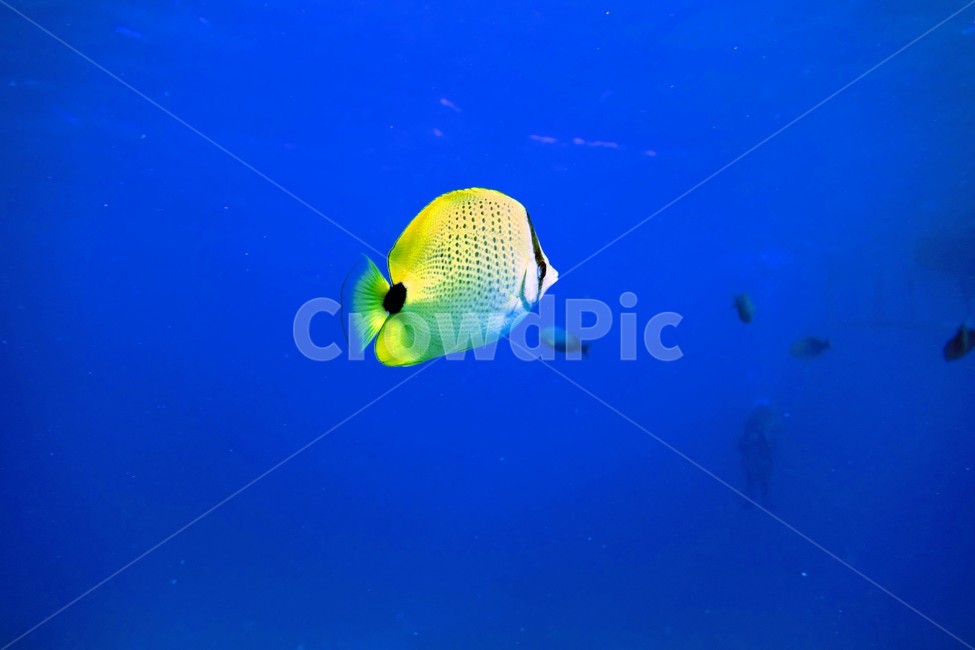 열대어,바다,물고기,바닷속,자연,동물,animal,어류,물고기,fish